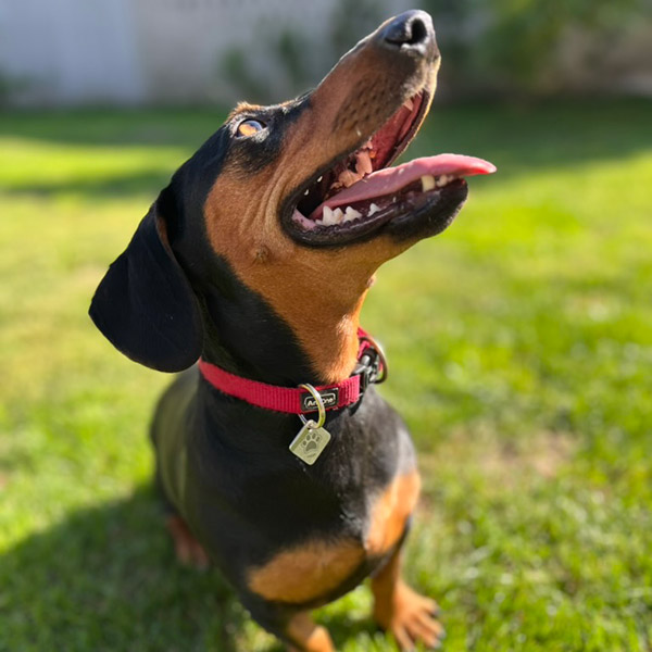 QR kódos biléta kiskedvenceknek - 22 mm